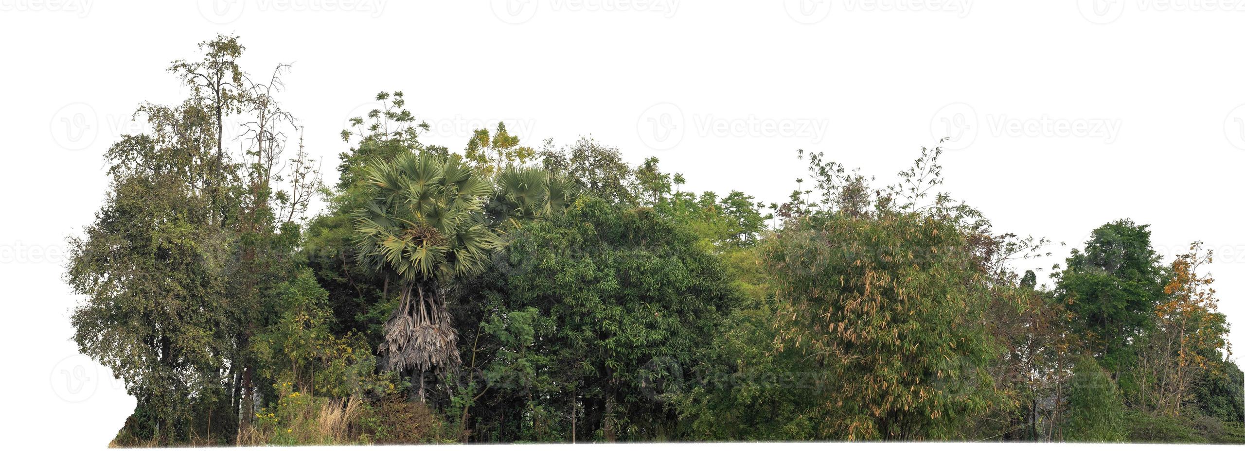 Green Trees isolated on white background.are Forest and foliage in summer for both printing and web pageswith cut path and alpha channel photo