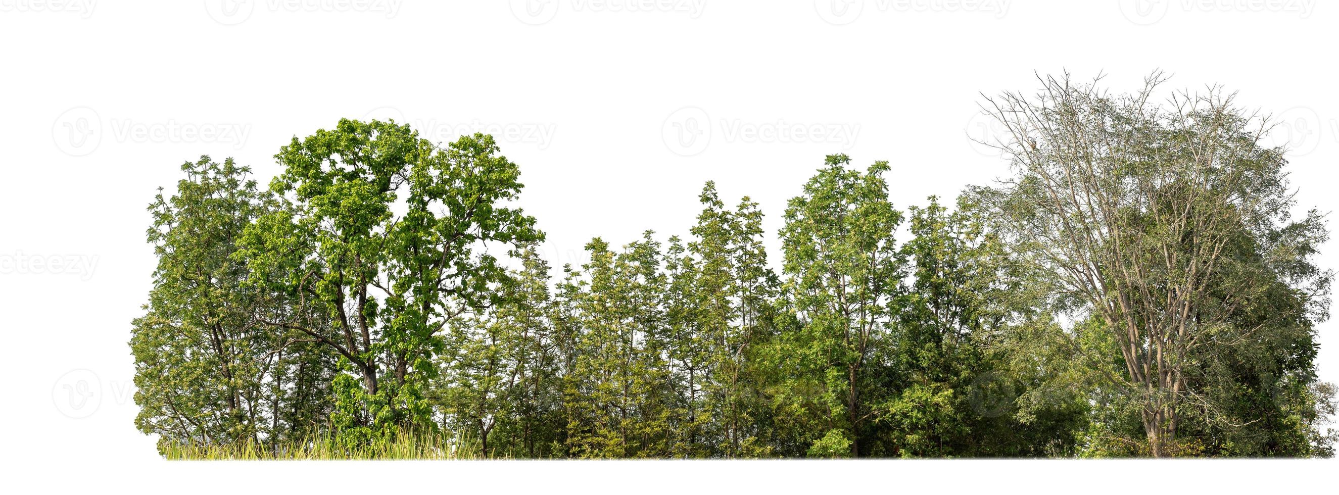 Green Trees isolated on white background.are Forest and foliage in summer for both printing and web pageswith cut path and alpha channel photo
