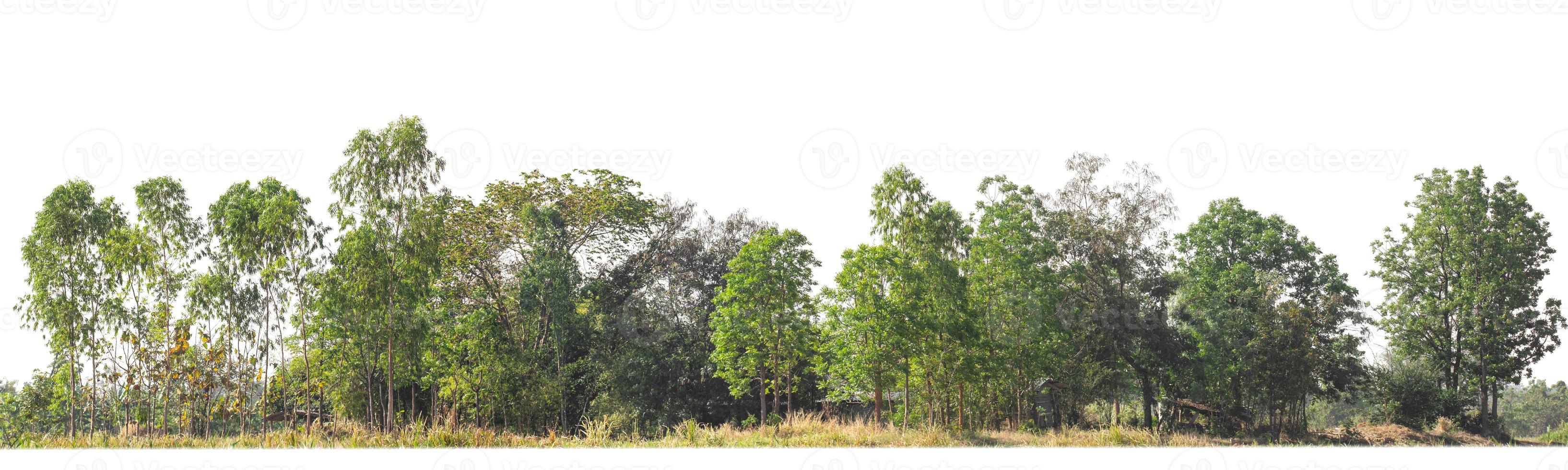 Green Trees isolated on white background.are Forest and foliage in summer for both printing and web pageswith cut path and alpha channel photo