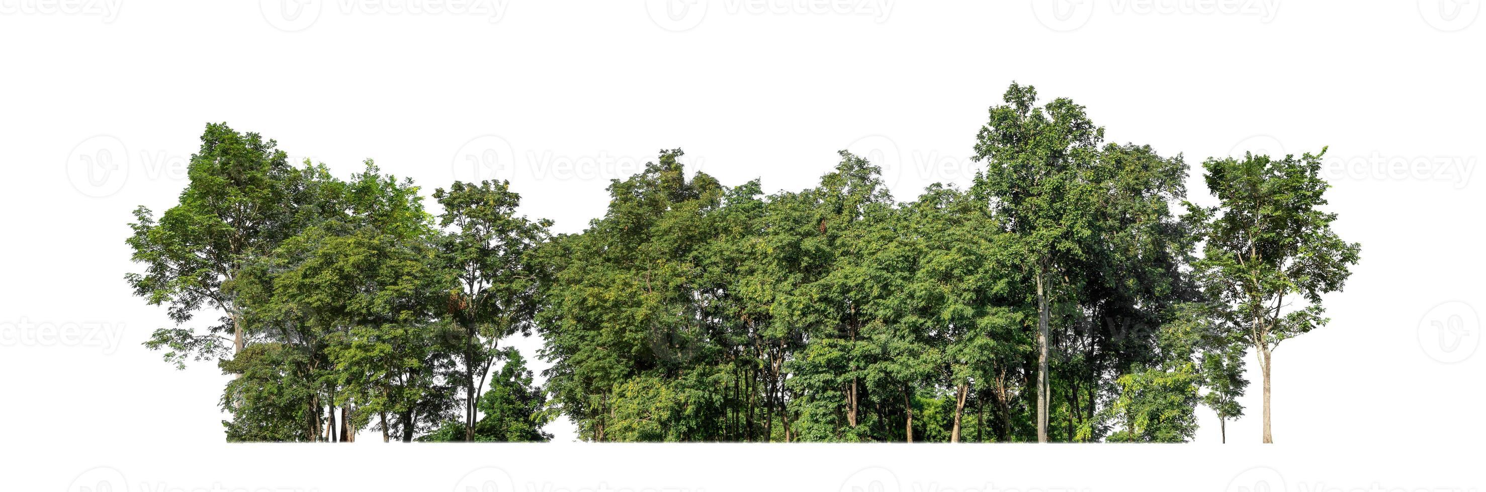 árboles verdes aislados en fondo blanco.son bosques y follaje en verano tanto para impresión como para páginas web con ruta de corte y canal alfa foto