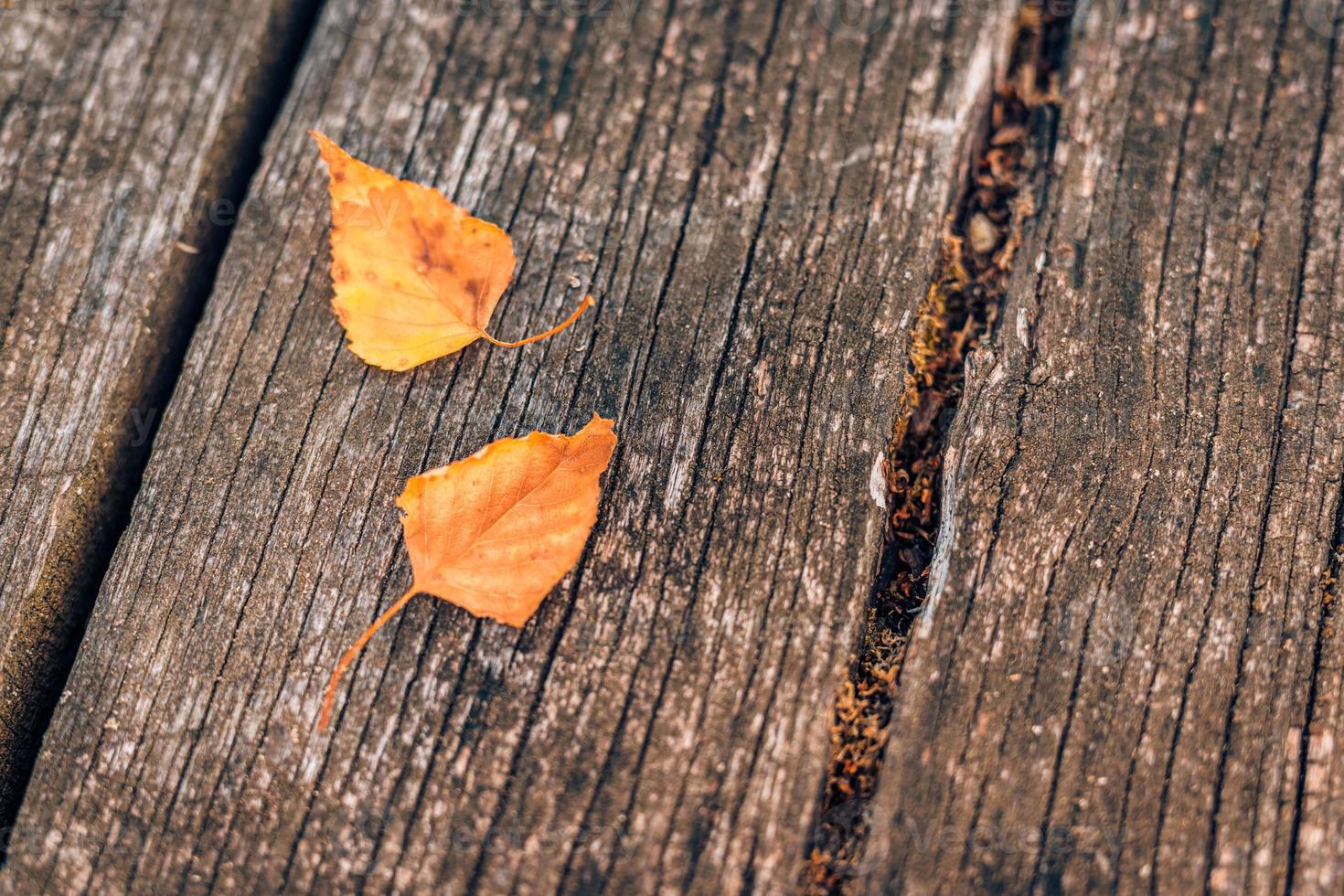 Rustic fall background of autumn leaves and decorative sunlight over a rustic background of barn wood. Artistic closeup, leaves on wooden board, copy space. Fall vintage template photo