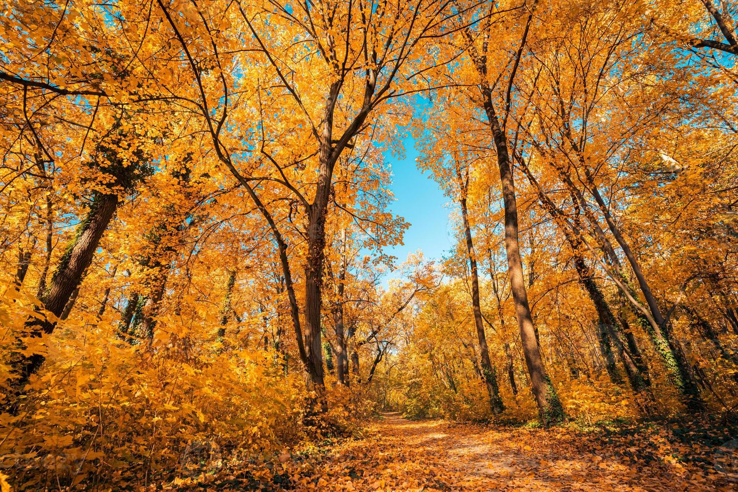 hermoso fondo natural del amanecer del bosque otoñal. luz solar dorada idílica, naturaleza pacífica, sendero de montaña. paisaje de bosque de otoño. mañana vívida en un bosque colorido, rayos de sol a través de ramas de árboles foto