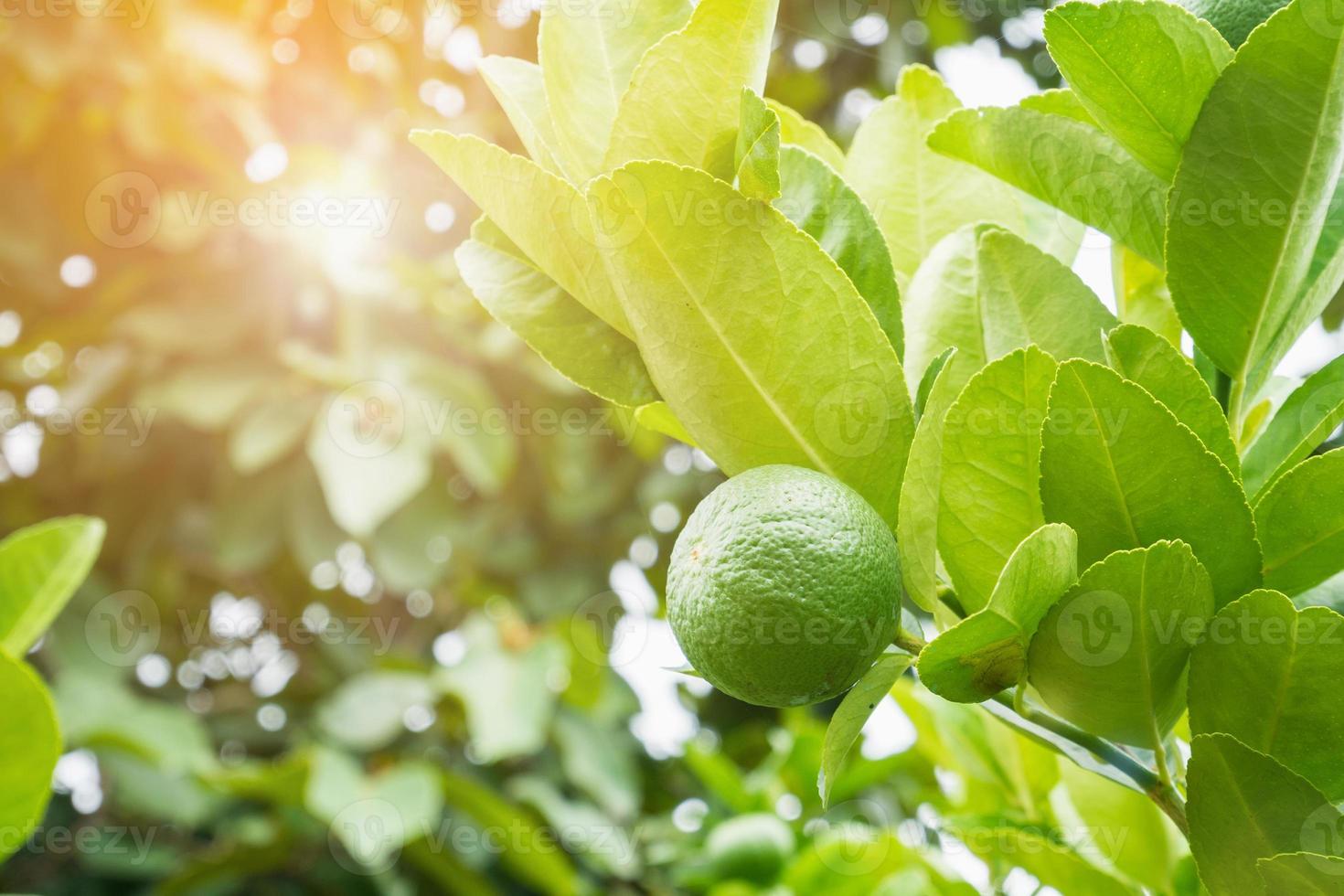 limas de limón verdes frescas en un árbol en un jardín orgánico foto