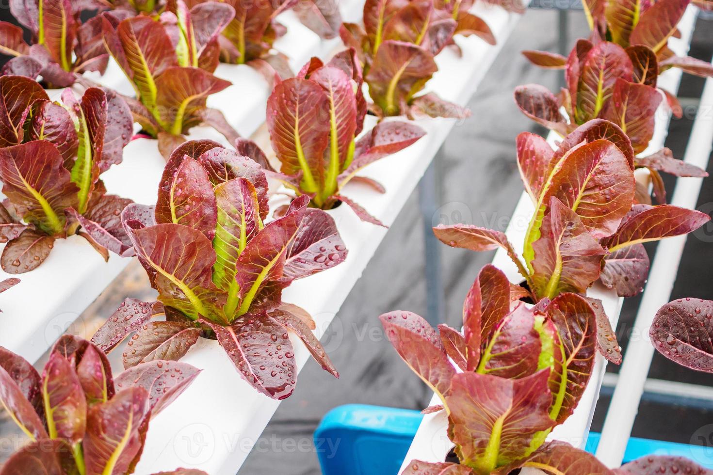 Fresh organic red leaves lettuce salad plant in hydroponics vegetables farm system photo
