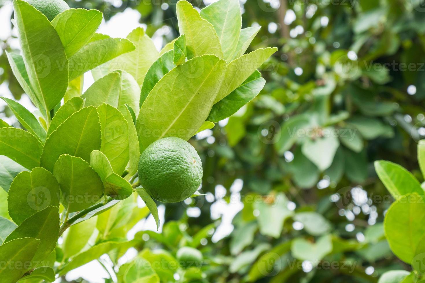Fresh green lemon limes on tree in organic garden photo