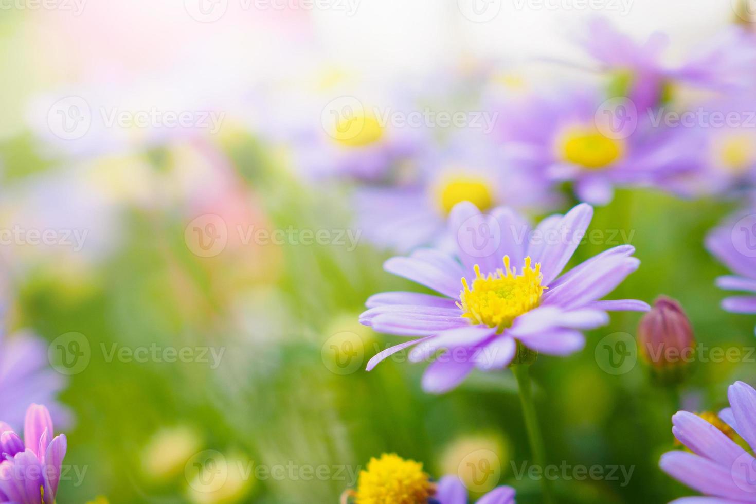 hermosas flores de margarita en el prado verde foto