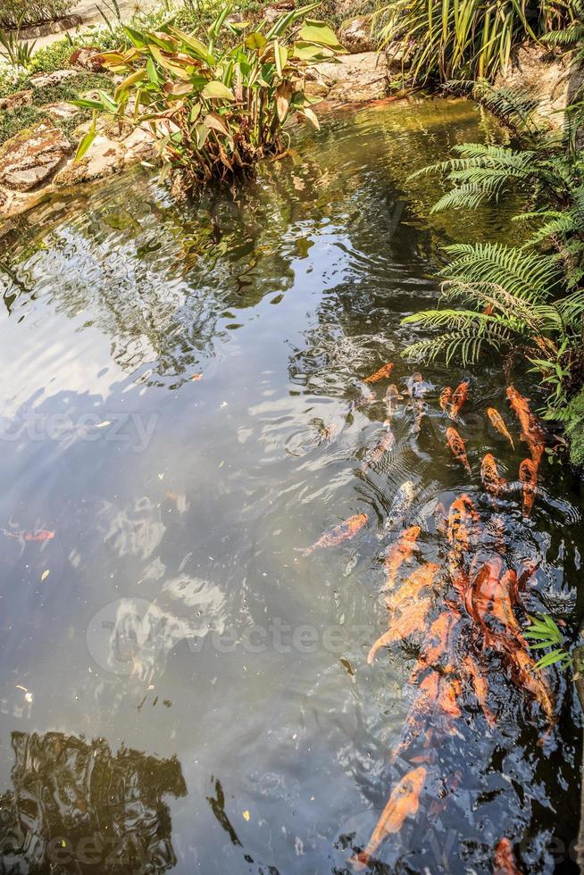 koi fish in garden pond decorative landscape design photo