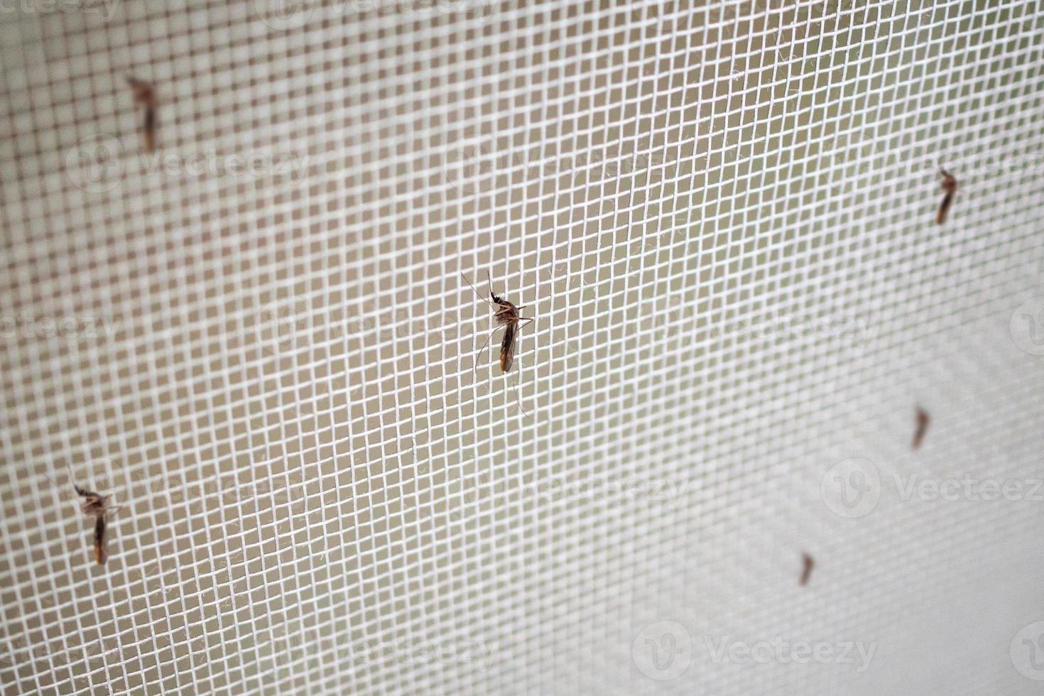 many mosquitoes on insect net wire screen close up on house window photo