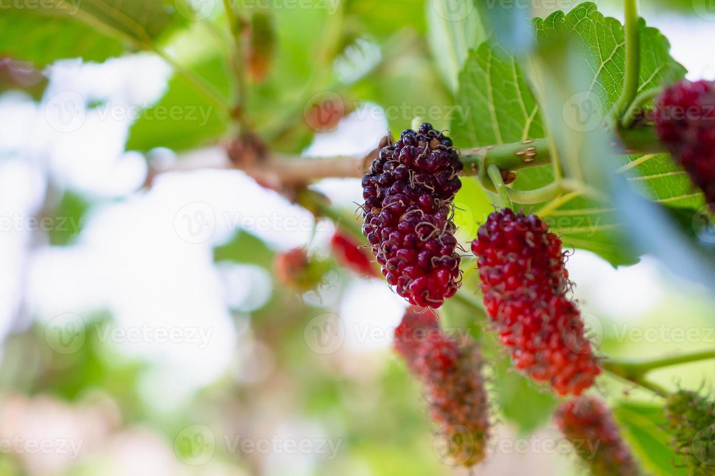 frutas frescas de morera roja en la rama de un árbol foto