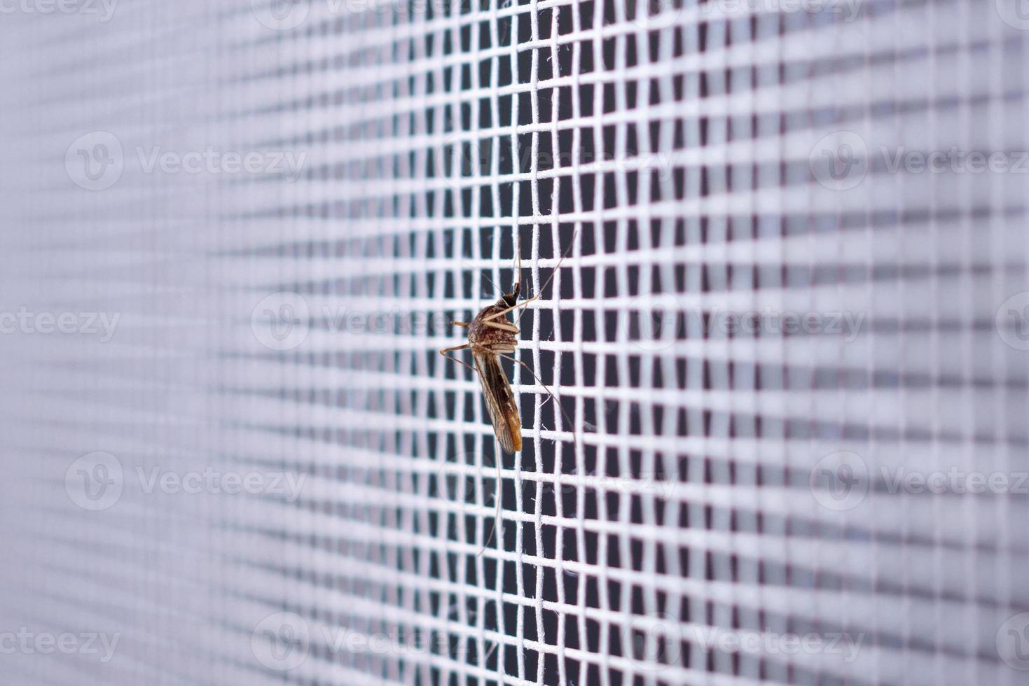 mosquito on insect net wire screen close up on house window photo