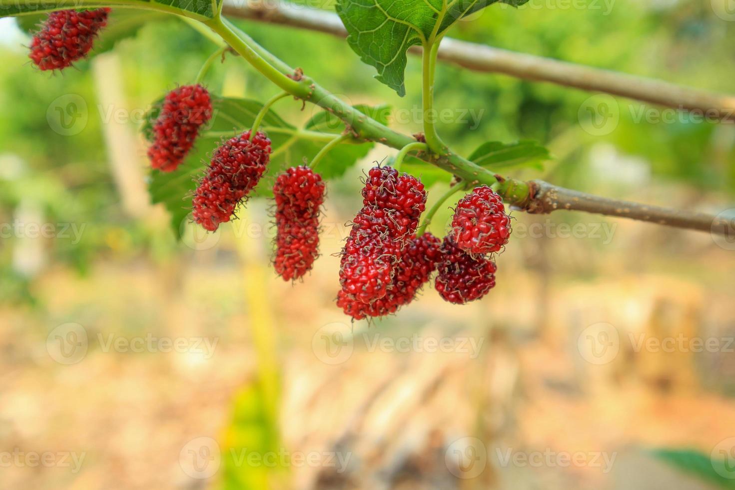 Fresh red mulberry fruits on tree branch photo