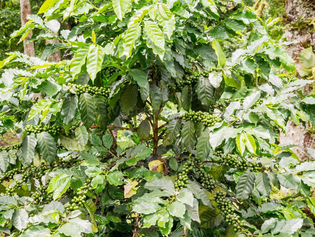 fresh coffee beans in coffee plants tree photo