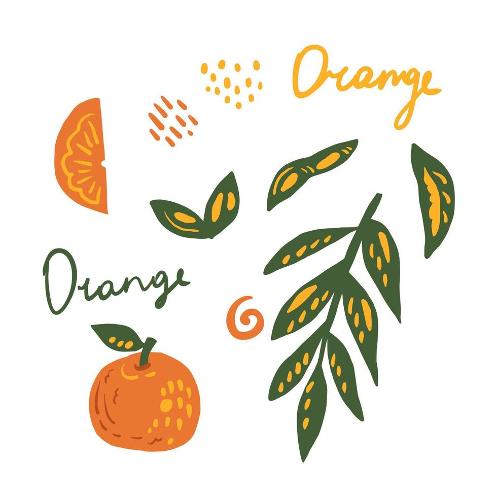 Hand drawn orange fruit element collection vector