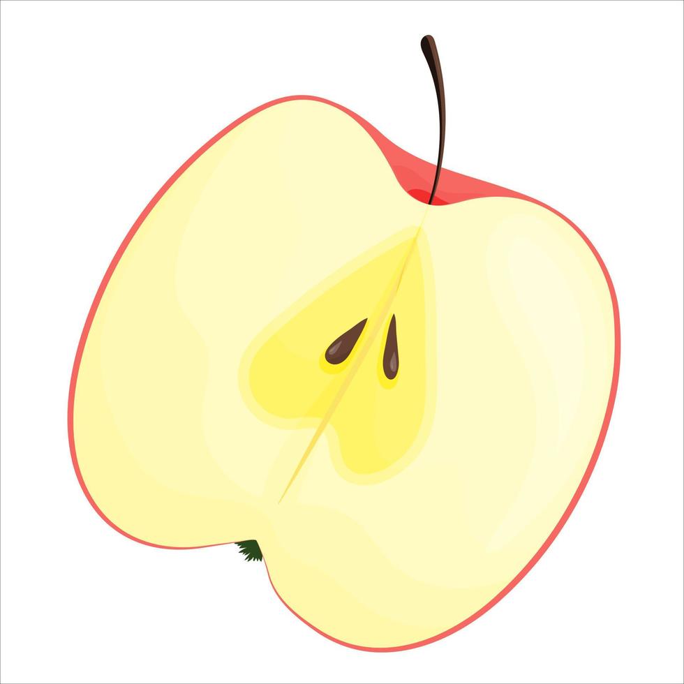 Half an apple. Vector illustration isolated on white background.