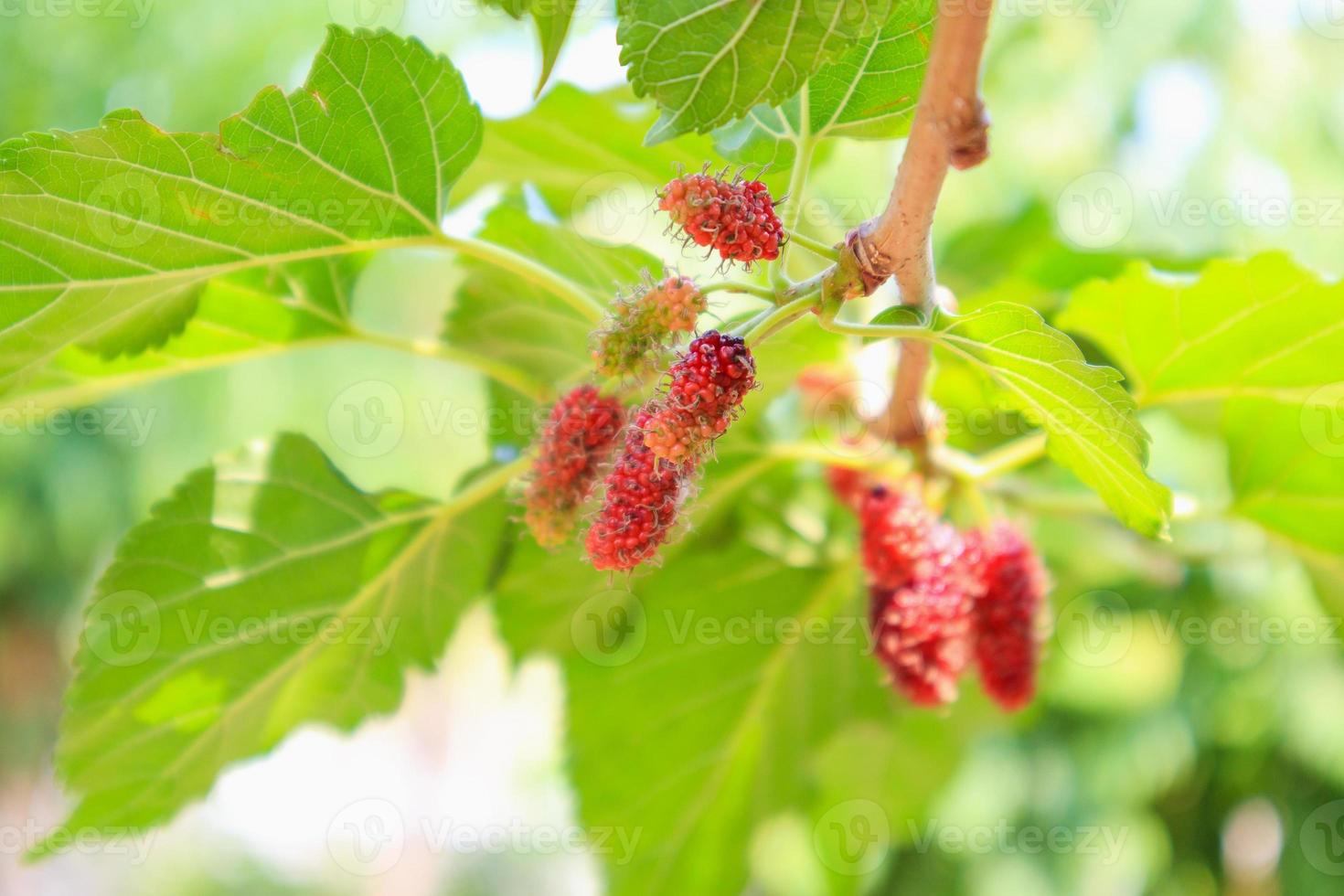 Fresh red mulberry fruits on tree branch photo