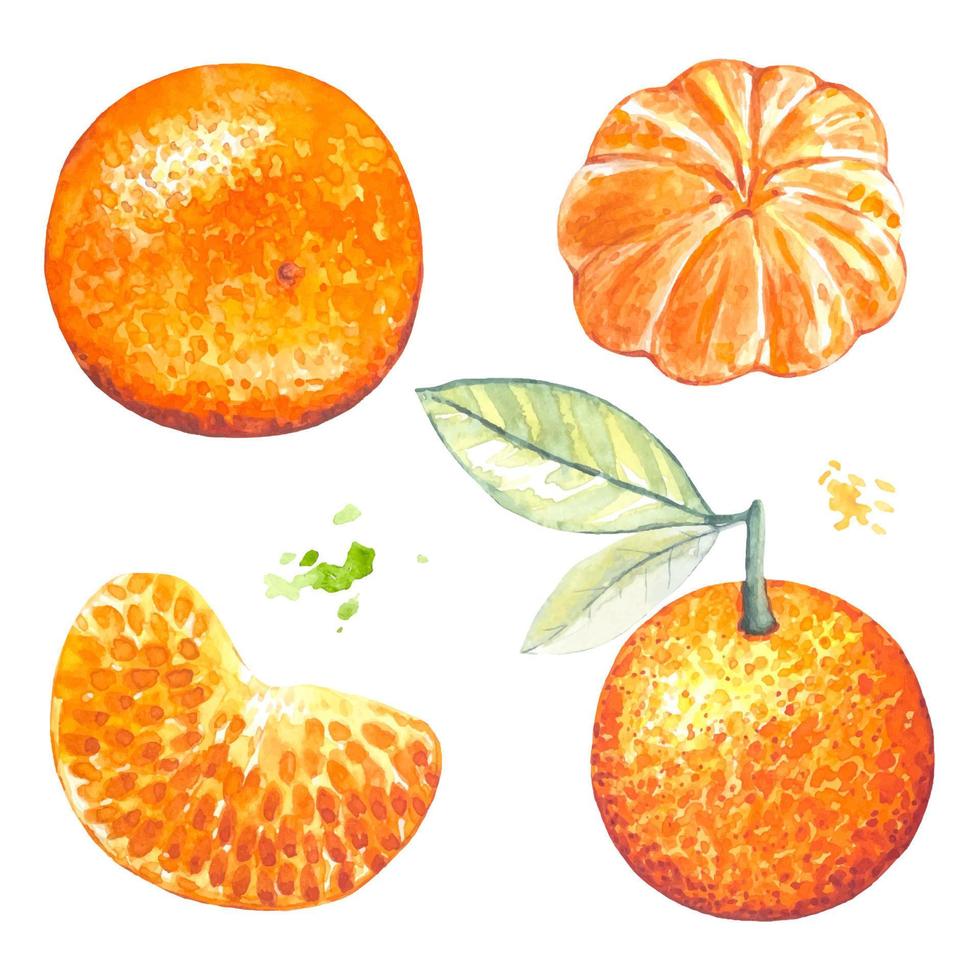 Set of mandarines, watercolor vector