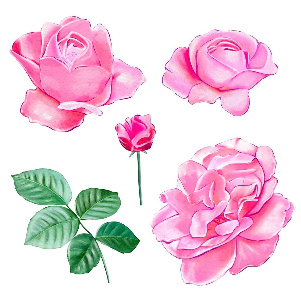 Set of pink tea roses vector