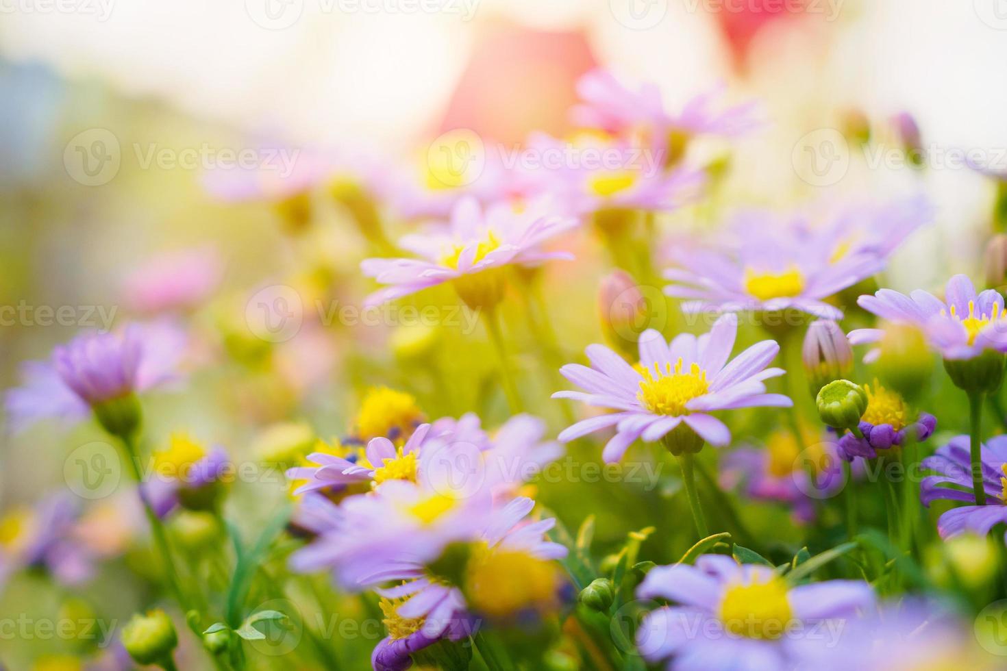 Beautiful daisy flowers on green meadow photo