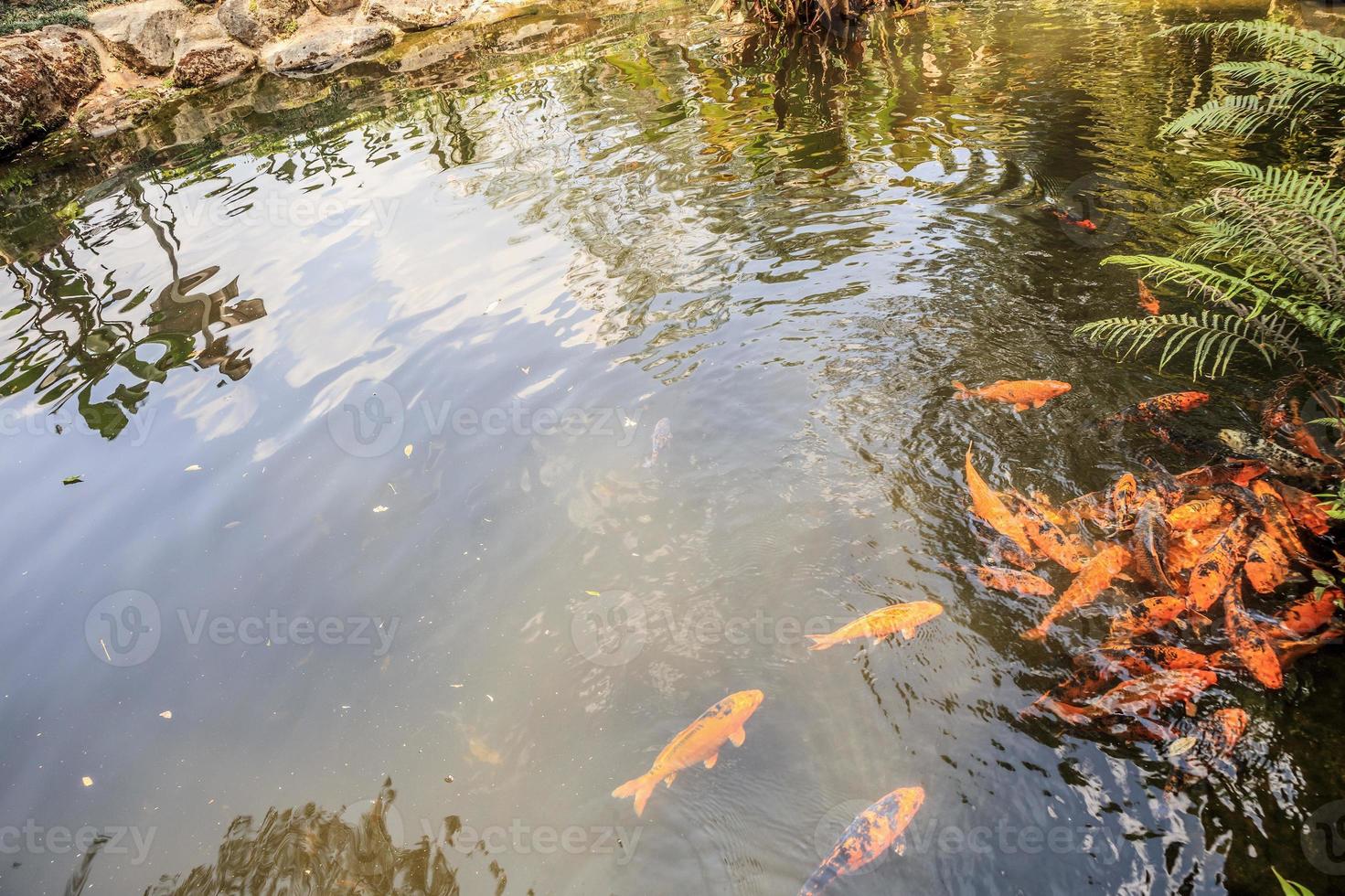 peces koi en estanque de jardín diseño de paisaje decorativo foto