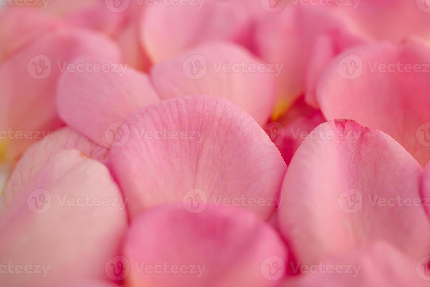 beautiful pink rose petals for Valentines day background top view photo