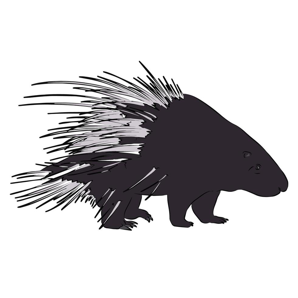 It's a beautiful Porcupine  picture. vector