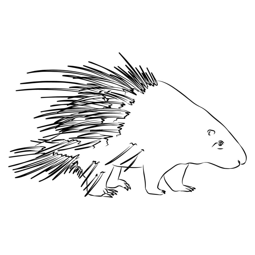 It's a beautiful Porcupine  picture. vector