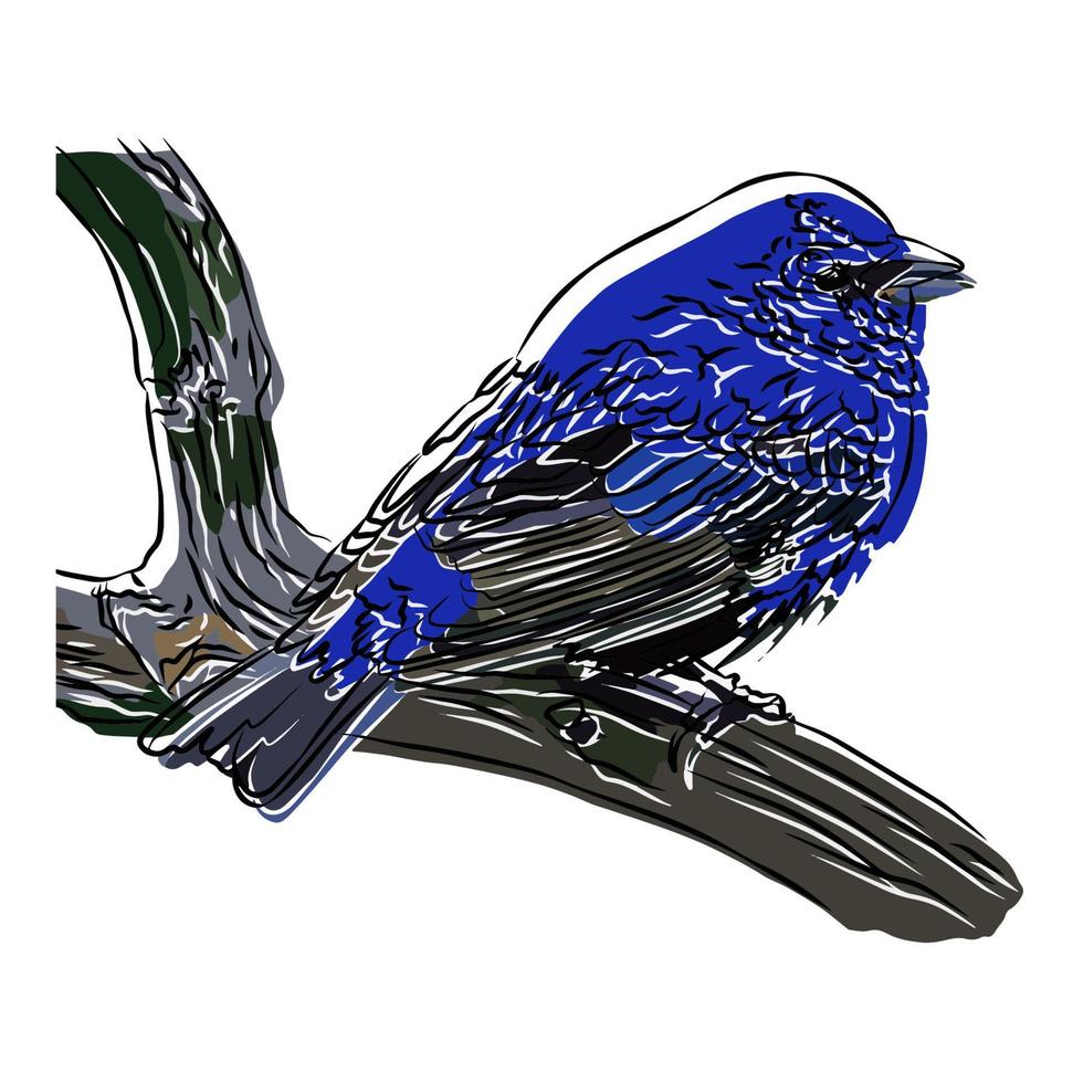 It's a beautiful indigo bunting picture. vector