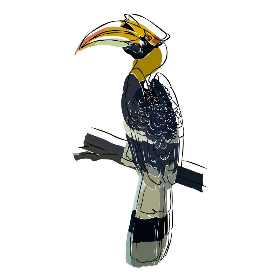 It's a beautiful hornbill picture. vector