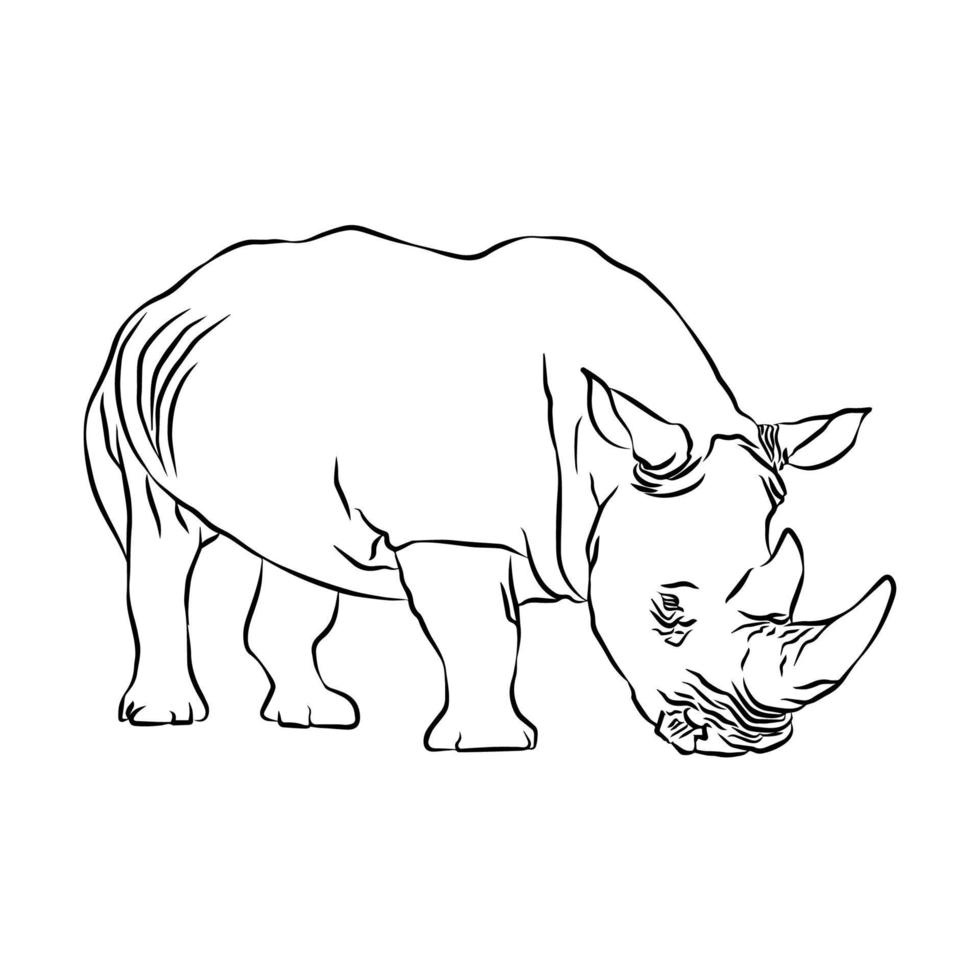 It's a beautiful rhinoceros picture. vector