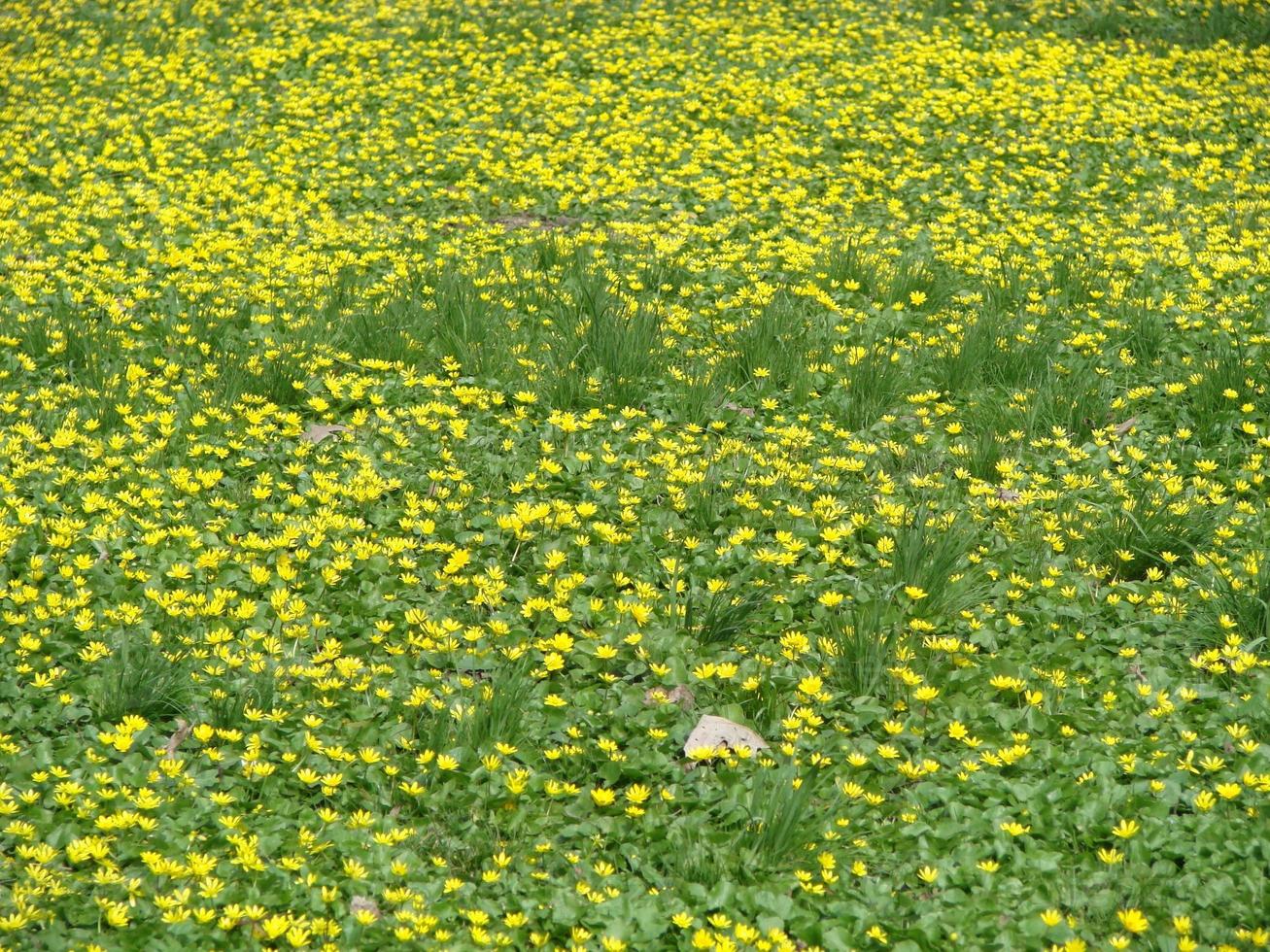Glade with flowering buttercup Ficaria verna . Spring photo