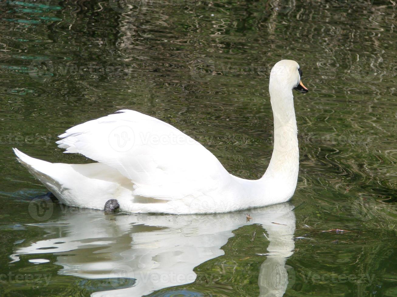 hermoso cisne en un reflejo de río azul cristalino foto