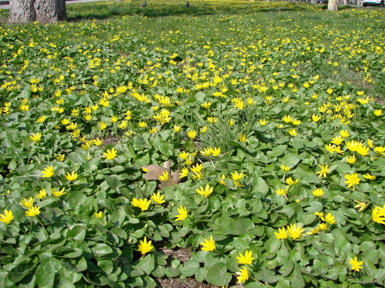 ficaria verna, comúnmente conocida como celidonia menor o pilewort, es una planta con flores perennes de la familia ranunculaceae foto