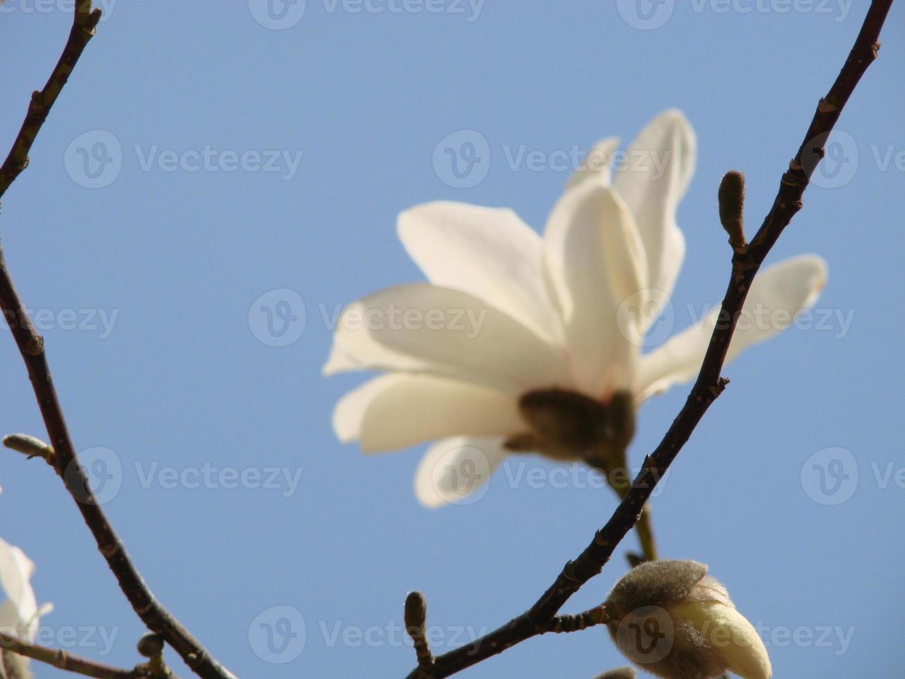 Flowering Magnolia Tulip Tree. Chinese Magnolia x soulangeana blossom with tulip-shaped flowers photo