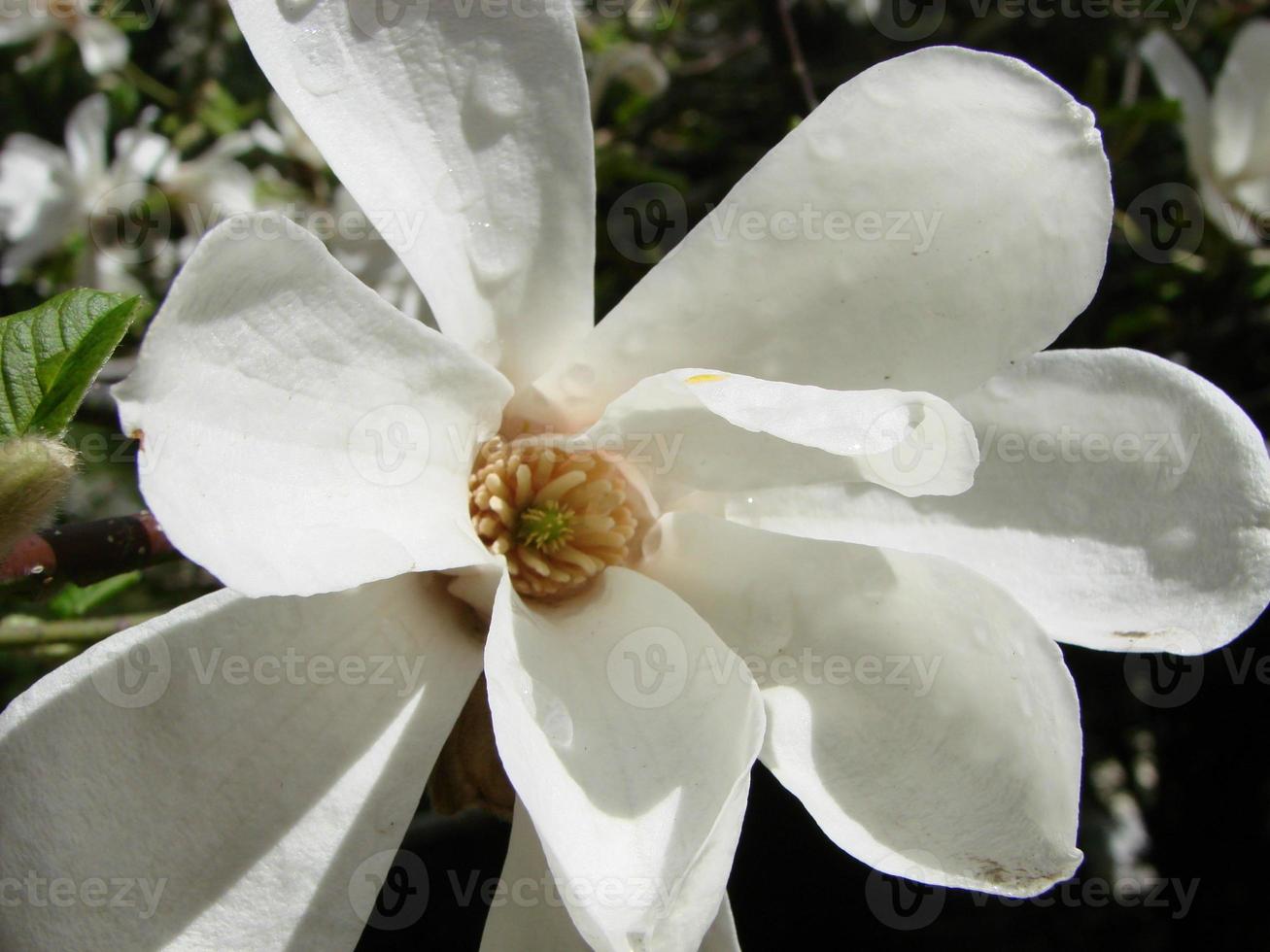 White magnolia flower against the sky close-up photo