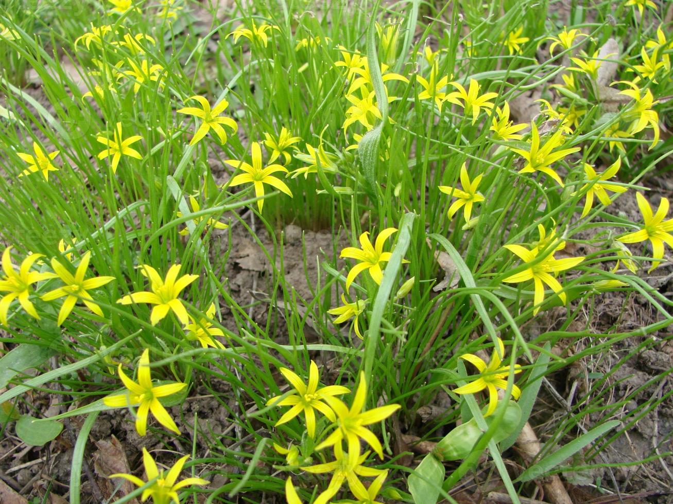 Small flowers of Gagea lutea or goose onions close-up. Yellow Star-Of-Bethlehem spring blooming on sunny day. photo