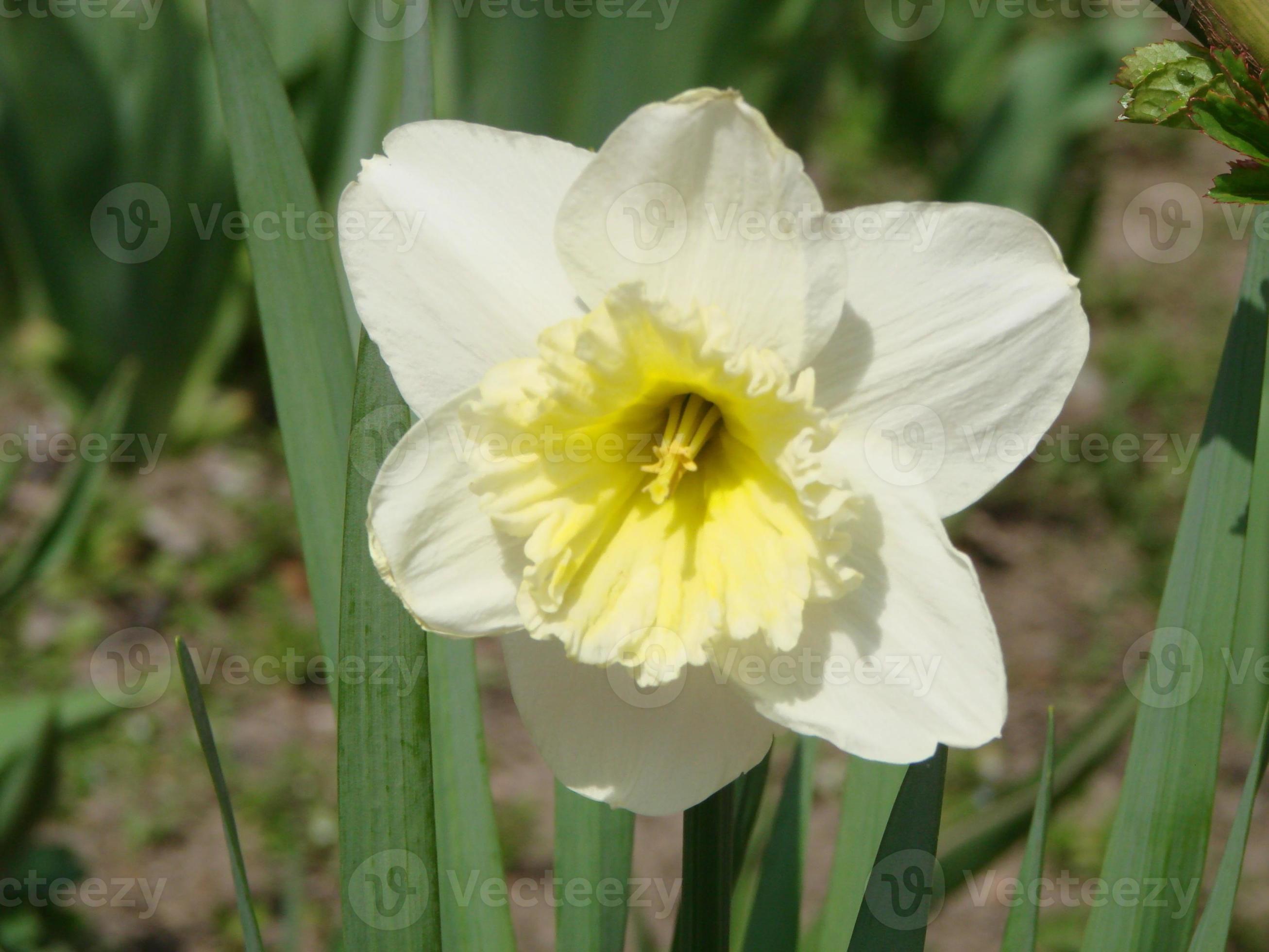 Narcissus flowers flower bed with drift yellow. White double daffodil