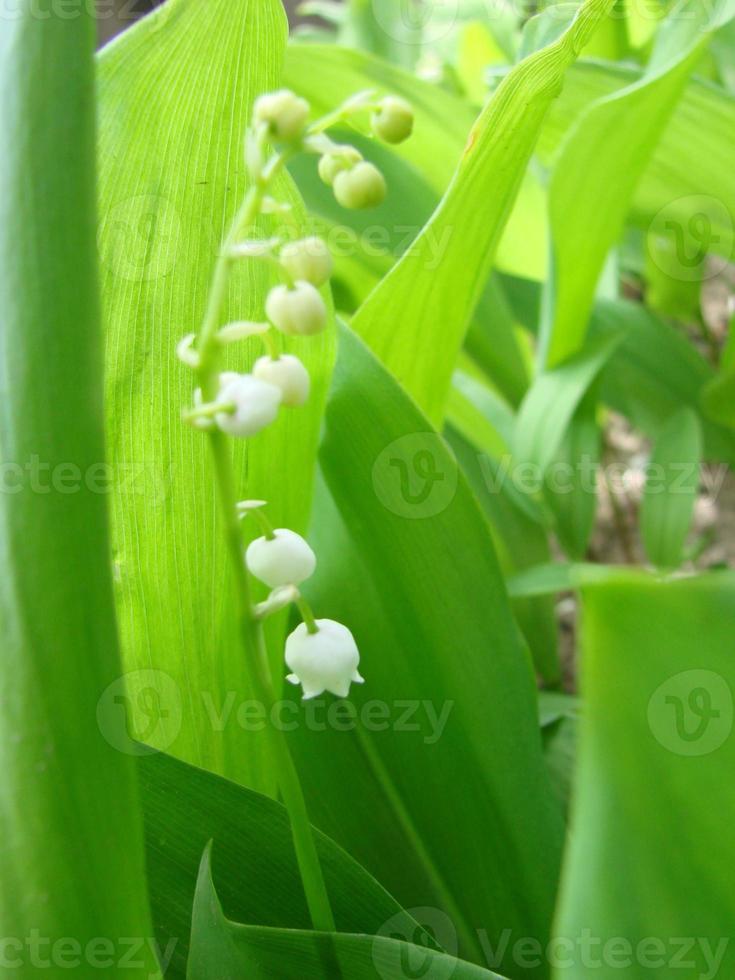 flores blancas de un lirio de los valles de mayo. convallaria foto