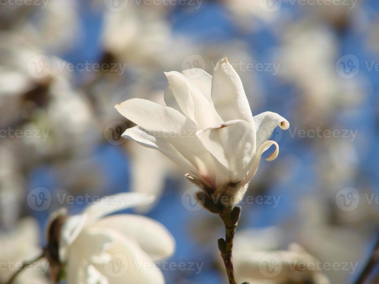 White magnolia flower against the sky close-up photo