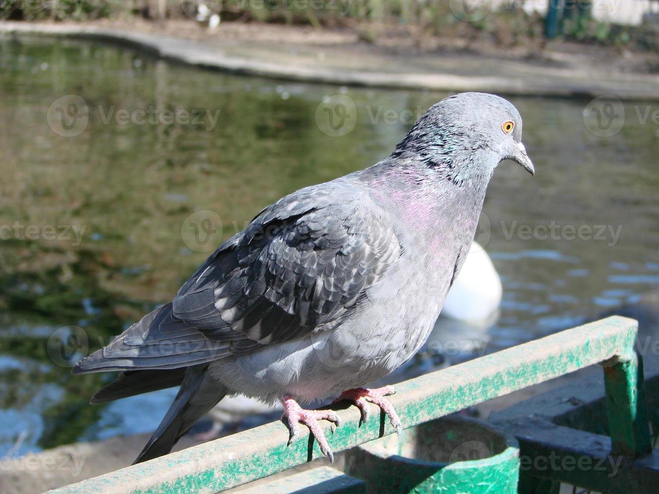 Pigeon on a ground or pavement in a city. Pigeon standing. Dove or pigeon. photo