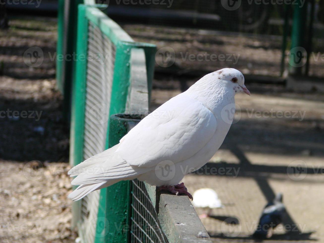 White dove - imperial dove - dukula, a symbol of peace photo