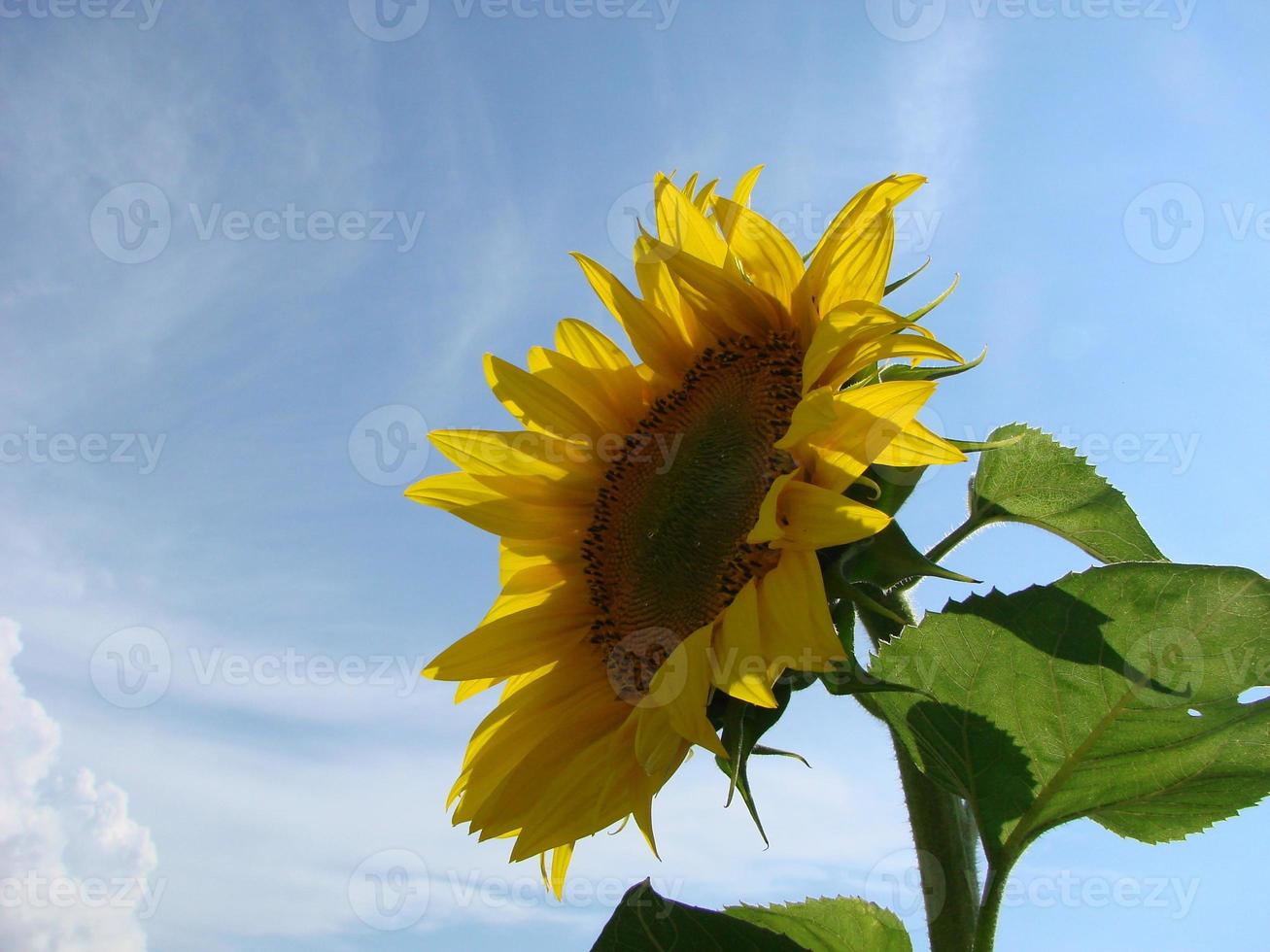 sunflowers grow in the field in the summer of the background of the blue sky. Close-up photo