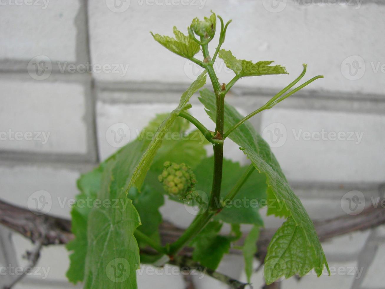 Flowering of a grapevine. Young branches of grapes with peduncles about to bloom in spring photo