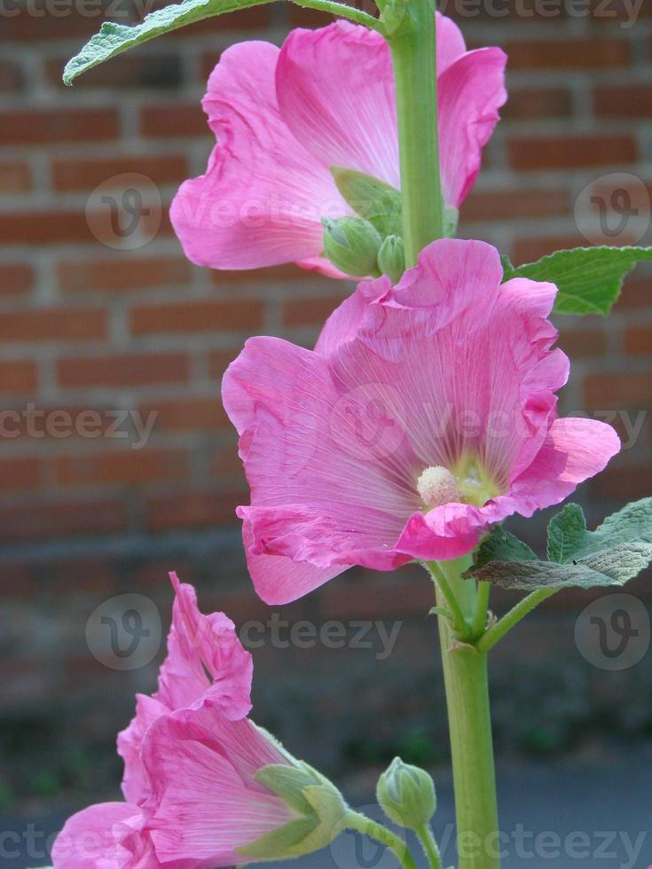 Pink malva Silvestris. Mallow. blooming musk mallowin summer photo