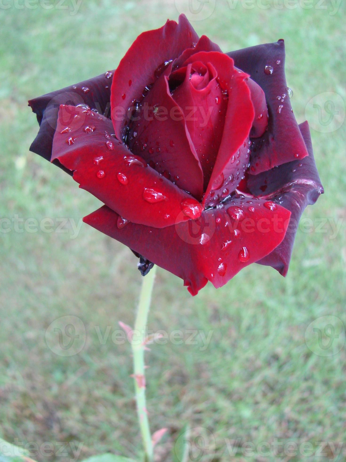 Rosa Roja. Cerca De Rosas Rojas Y Gotas De Agua. Rosas En