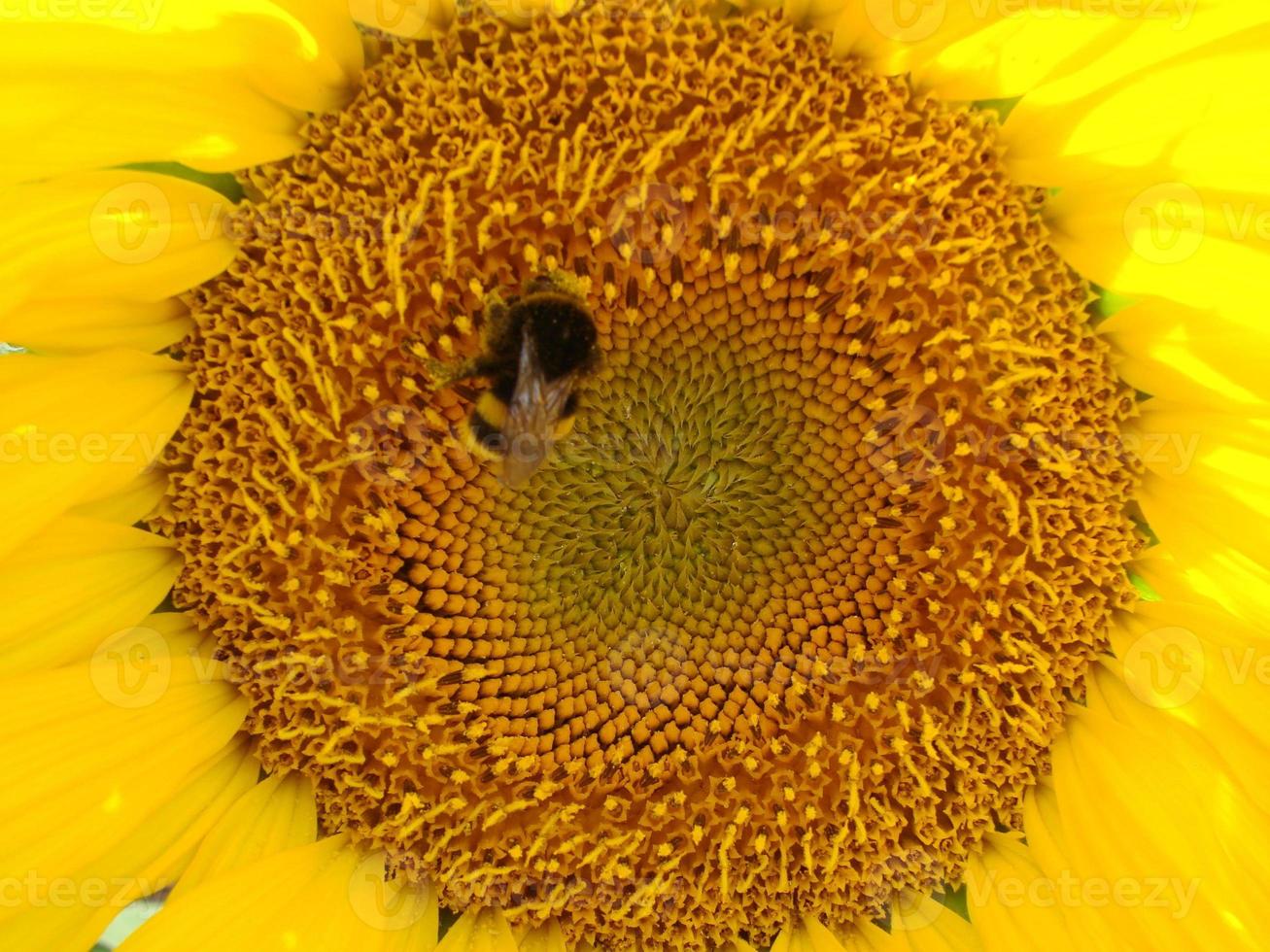 Honey Bee pollinating sunflower. Bee produces honey on a flower. Closeup shot of bee collect