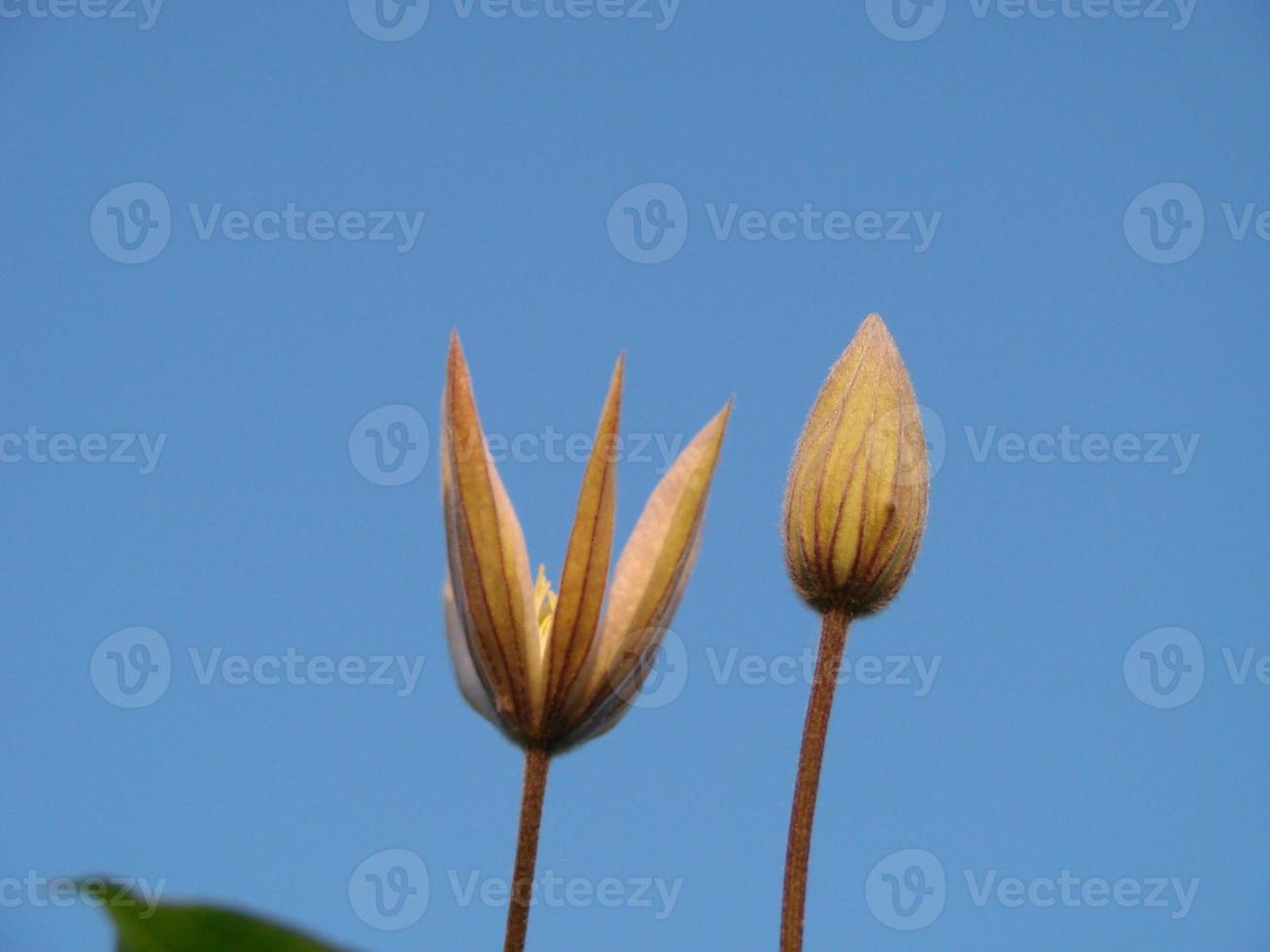 Frontal close-up of a beautiful Clematis Montana Rubens flower with light pink and white petals photo