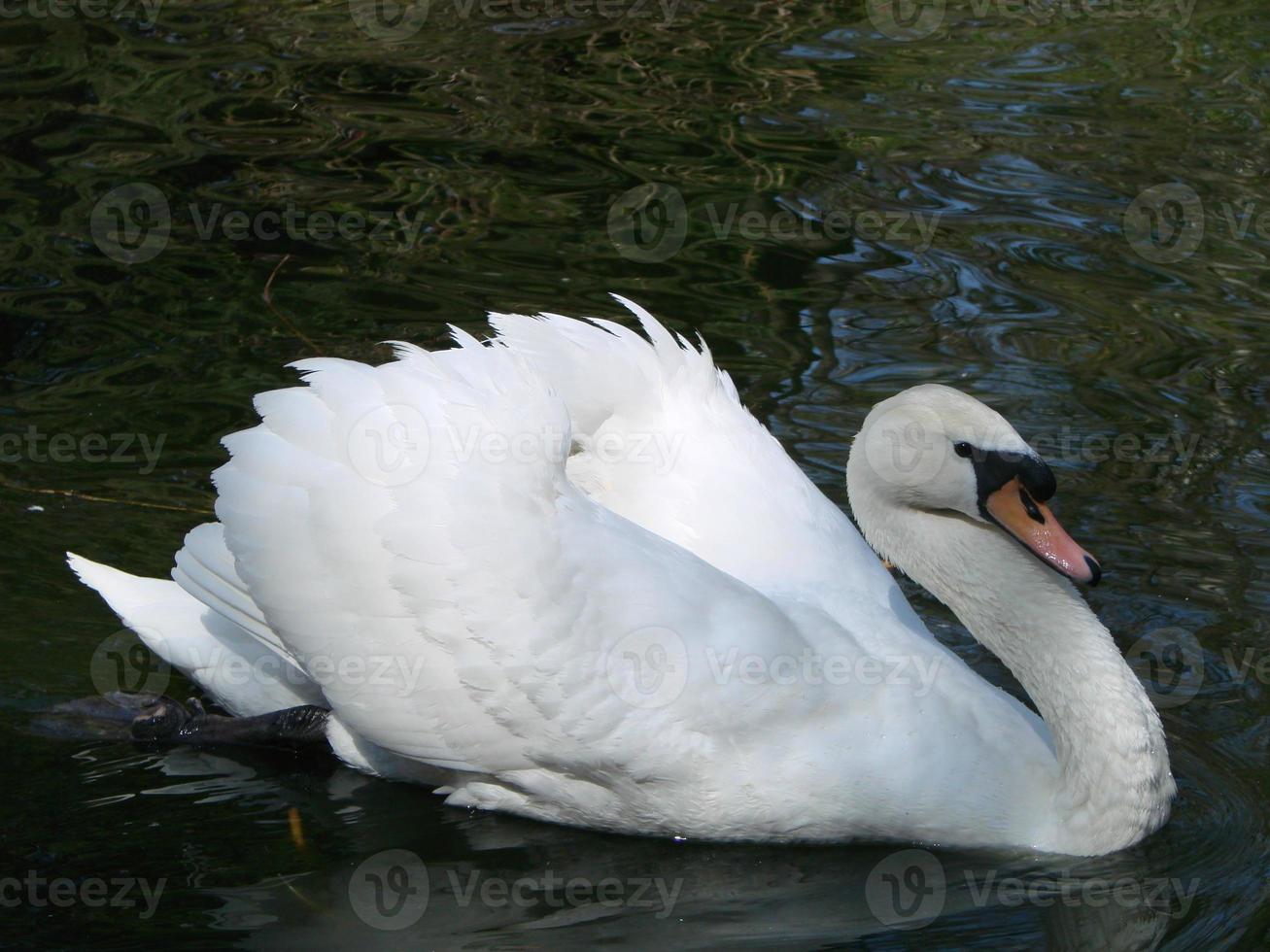 cisne blanco. el pájaro orgulloso representa las relaciones amorosas entre las personas y el romance foto