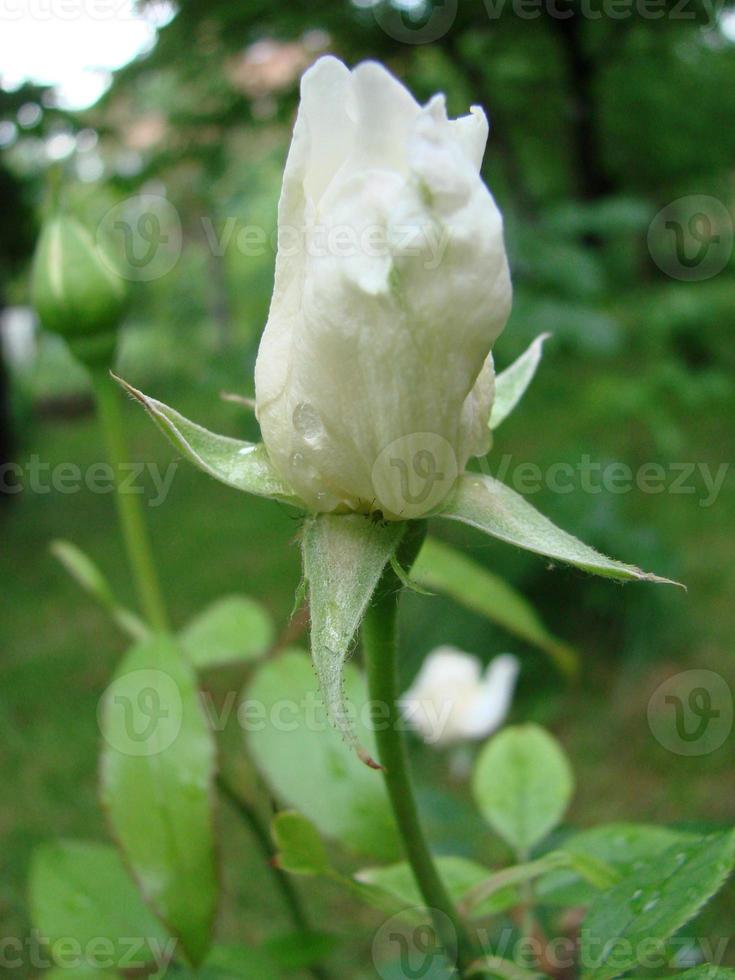Bud, flower of white varietal rose on the background of green grass in the garden, spring, summer, holiday, photo