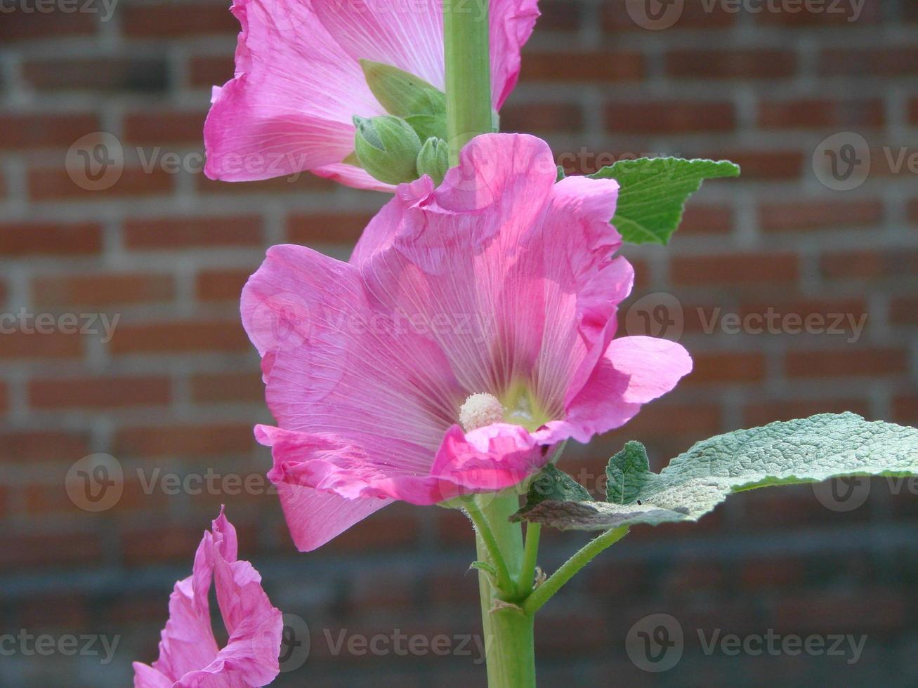 Pink malva Silvestris. Mallow. blooming musk mallowin summer photo