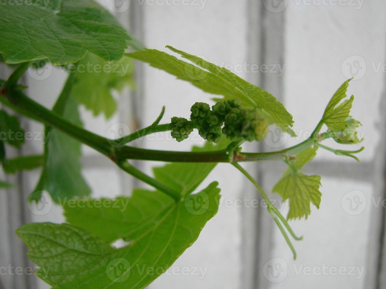 Flowering of a grapevine. Young branches of grapes with peduncles about